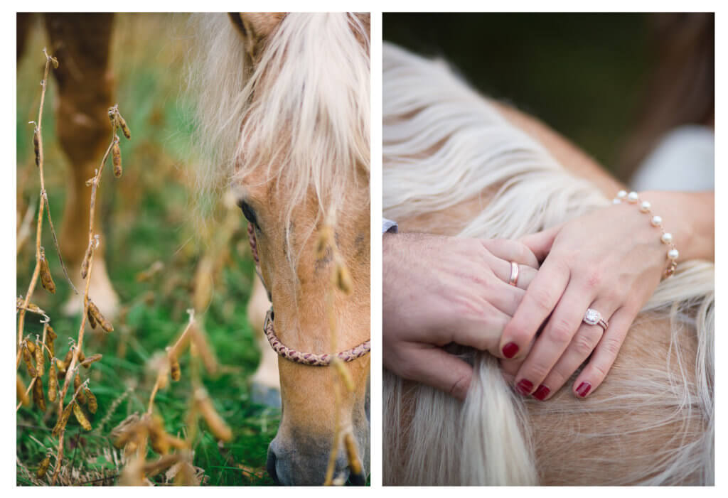 Bride and groom with wedding bands with hands on top of horses mane